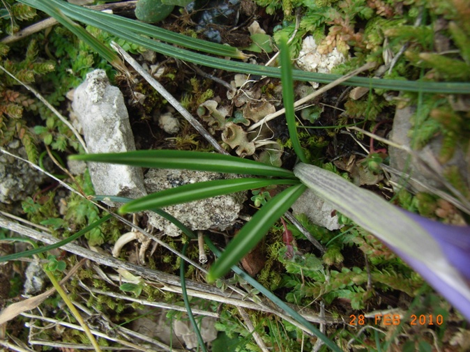 Crocus neapolitanus